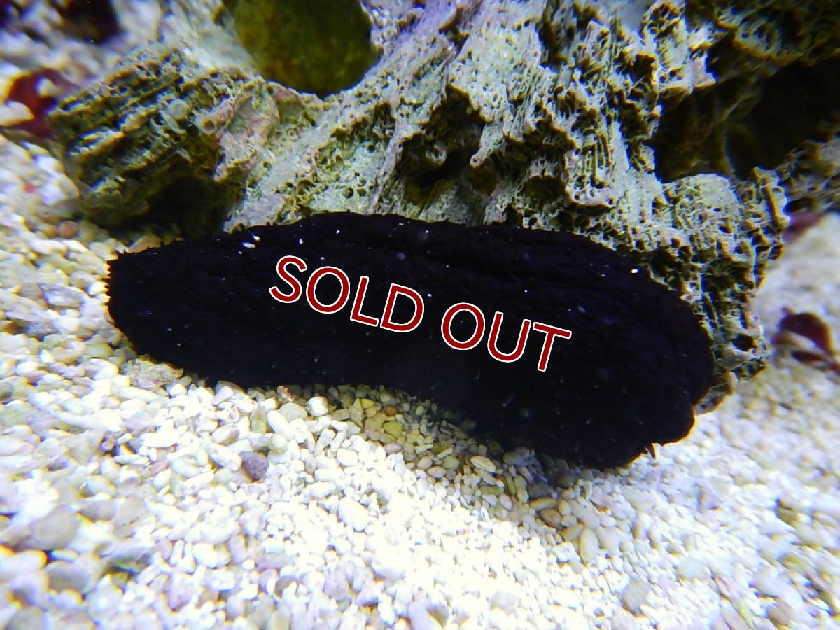 画像3: 【海水魚】クロナマコ(沖縄産) (1匹)±5-10cm(サンプル画像）（生体）(海水魚)（サンゴ） (3)