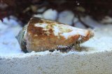 コケ取り貝 貝類 海水生物 ペットバルーン ネットショップ