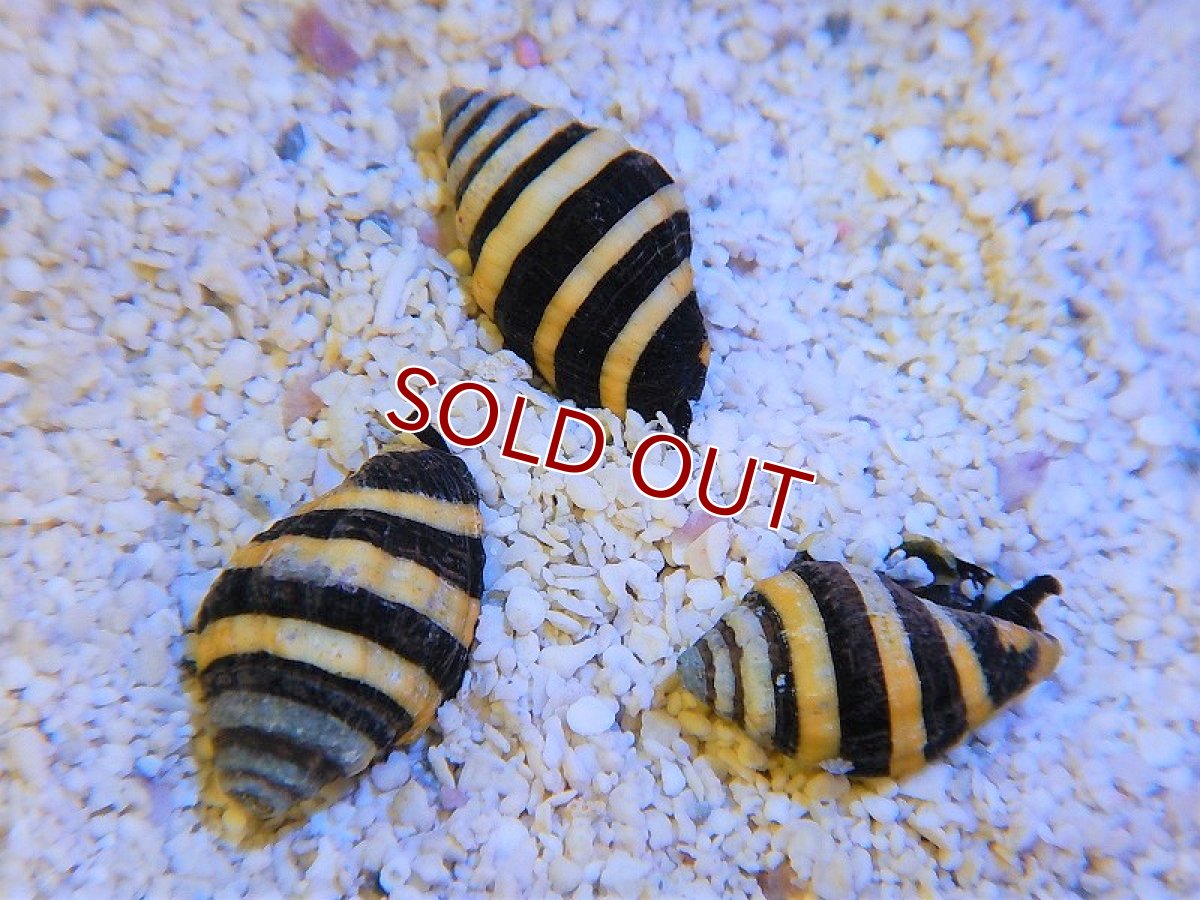 画像2: 【海水魚・貝】バンブルビースネイル（5匹）±1.5ｃｍ (サンプル画像）（生体）(海水魚) (2)