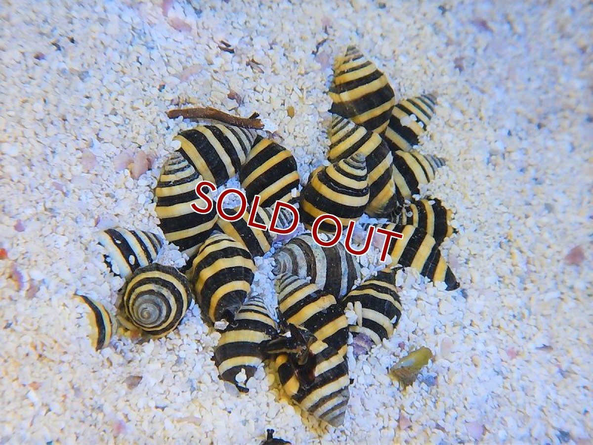 画像3: 【海水魚・貝】バンブルビースネイル（5匹）±1.5ｃｍ (サンプル画像）（生体）(海水魚) (3)
