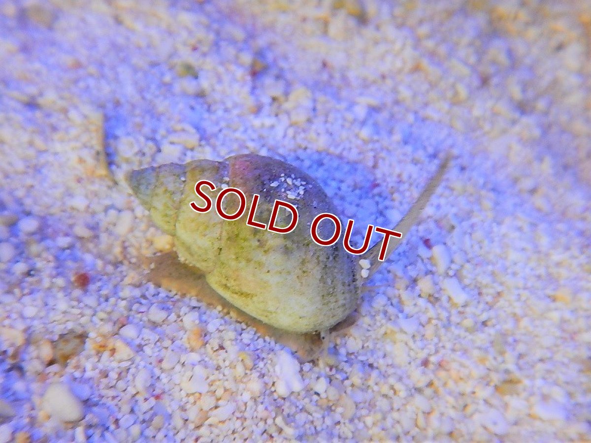 画像2: 【海水魚・貝】ムシロガイ（5匹）±2.5cm (サンプル画像）（生体）(海水魚) (2)