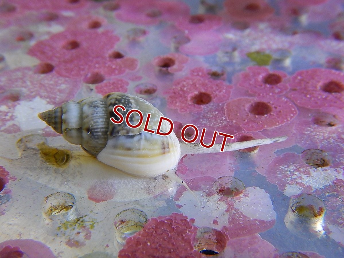 画像3: 【海水魚・貝】ムシロガイ（5匹）±2.5cm (サンプル画像）（生体）(海水魚) (3)