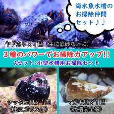 画像1: 【海水魚・貝】【通販】スーパーコケ掃除３点セット 小型水槽用（シッタカ貝・マガキ貝・ヤドカリ）底砂・ガラス面・ライブロックに(合計3匹)(サンプル画像） (1)