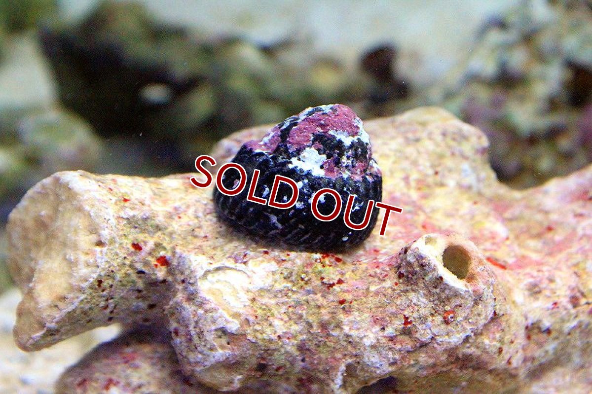 画像2: 【海水魚・貝】スーパーコケ掃除３点セット 小型水槽用（シッタカ貝・マガキ貝・ヤドカリ）底砂・ガラス面・ライブロックに(合計3匹)(サンプル画像） (2)