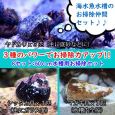 画像1: 【海水魚・貝】【通販】スーパーコケ掃除３点セット 60ｃｍ水槽用（シッタカ貝・マガキ貝・ヤドカリ）底砂・ガラス面・ライブロックに(合計9匹)(サンプル画像） (1)