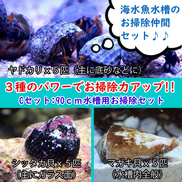 海水魚 貝 スーパーコケ掃除３点セット 90ｃｍ水槽用 シッタカ貝 マガキ貝 ヤドカリ 底砂 ガラス面 ライブロックに 合計15匹 サンプル画像 ペットバルーン ネットショップ