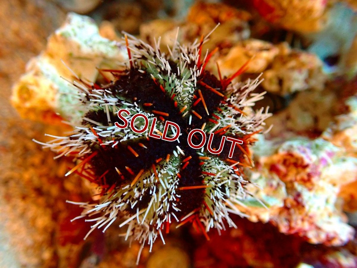 画像2: 【海水魚・ウニ】シラヒゲウニ（カラー）【1匹】（±4-5cm）（サンプル画像）（生体）(海水魚)（サンゴ） (2)