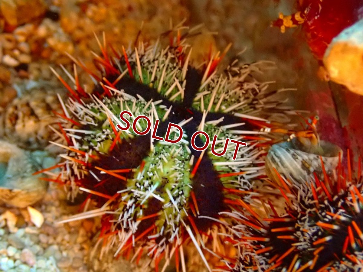 画像3: 【海水魚・ウニ】シラヒゲウニ（カラー）【1匹】（±4-5cm）（サンプル画像）（生体）(海水魚)（サンゴ） (3)