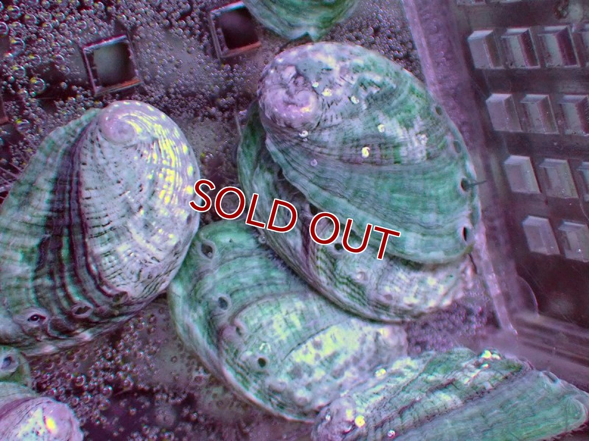 画像2: 【決算セール10％OFFクーポン対象個体】 【海水魚・貝】最強コケ取り貝♪アワビ（Sサイズ）【3匹セット】（±3cm）（サンプル画像）（生体）(海水魚) (2)