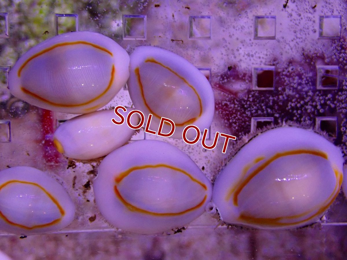 画像2: 【海水魚】極美コケ取り貝♪ハナビラタカラガイ【5匹セット】（±2-2.5cm）（サンプル画像）（生体）(海水魚) (2)