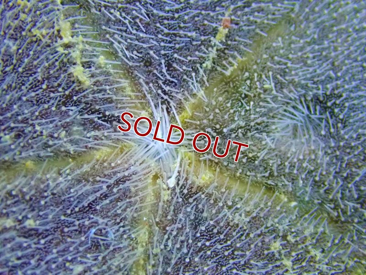 画像2: 【10%OFF対象商品30周年セール】【海水魚・ウニ】カシパンsp. (ウニの仲間）【1匹】（±4-5cm）（サンプル画像）（生体）(海水魚) (2)