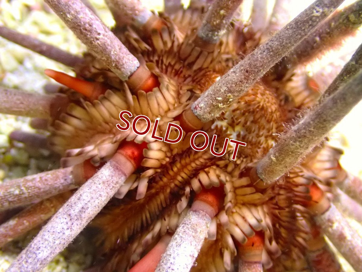 画像2: 【海水魚・ウニ】【カリブ産】パイプウニ【1匹】（±6-8cm）（サンプル画像）（生体）(海水魚) (2)