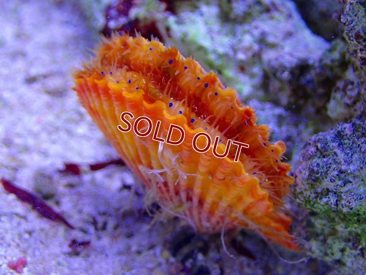 画像2: 【海水魚・貝】極美♪ヒオウギガイ（カラー）【3匹セット】（±4-5cm）（サンプル画像）（生体）(海水魚) (2)