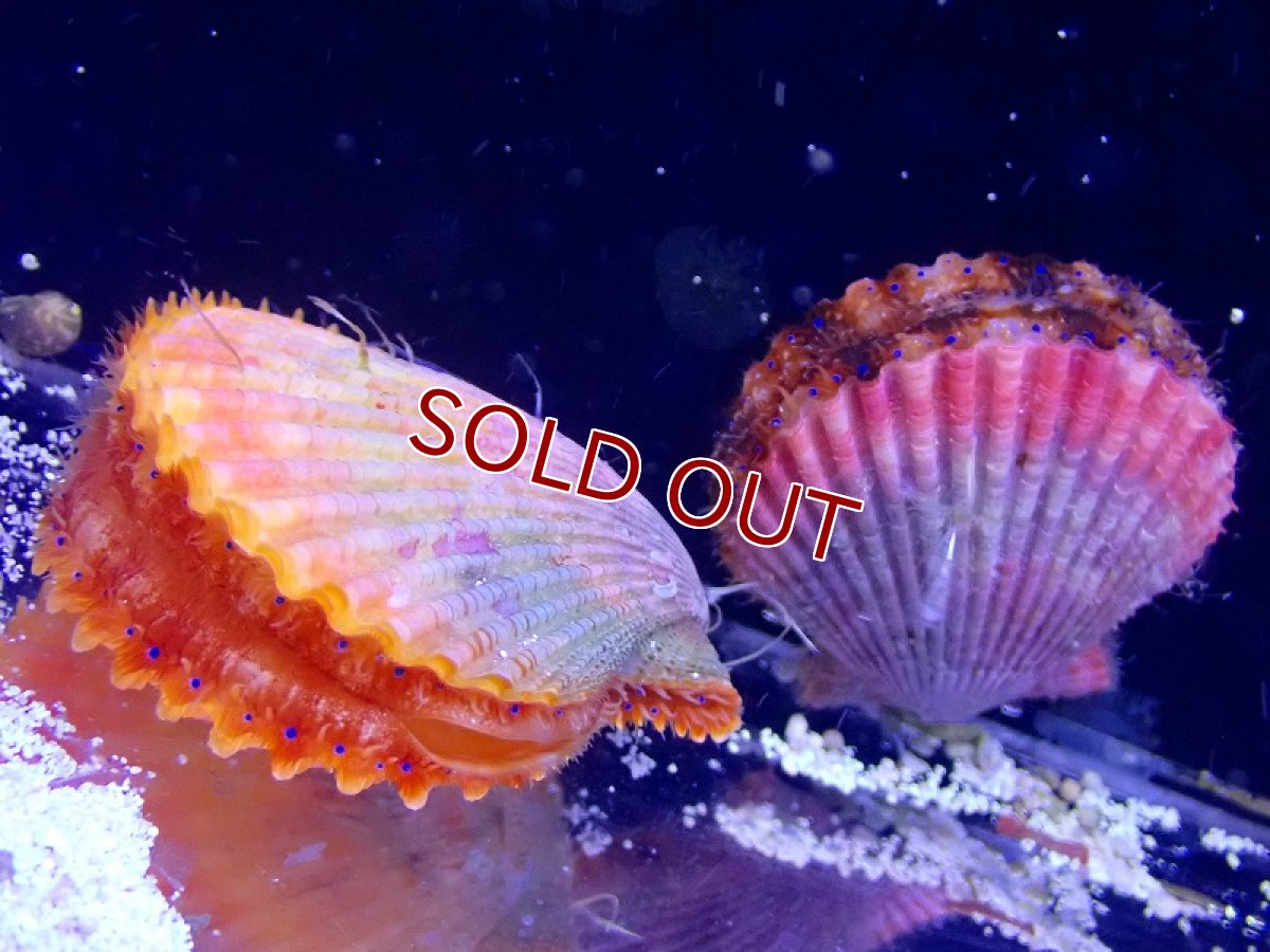 画像3: 【海水魚・貝】極美♪ヒオウギガイ（カラー）【3匹セット】（±4-5cm）（サンプル画像）（生体）(海水魚) (3)