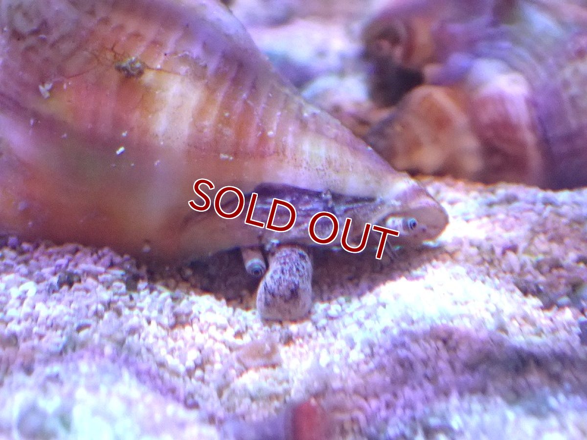 画像2: 【海水魚・貝】【通販】コケを良く食べてくれます♪フロリダファイティングコンク（カリブ海）【3匹セット】（±4-6cm）（サンプル画像）（生体）(海水魚) (2)