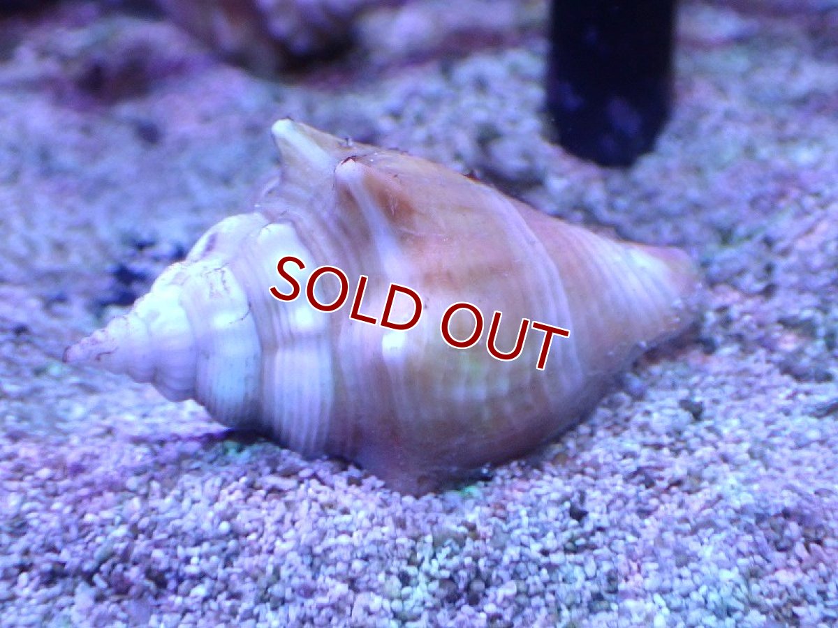 画像3: 【海水魚・貝】【通販】コケを良く食べてくれます♪フロリダファイティングコンク（カリブ海）【3匹セット】（±4-6cm）（サンプル画像）（生体）(海水魚) (3)