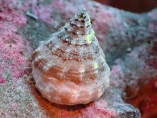 画像1: 【海水魚・貝】【通販】ターボスネイル (ガラス面掃除 クリーナー 貝) 【1匹】(サンプル画像)(生体)(海水魚) (1)