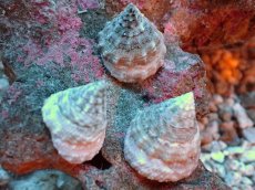 画像2: 【海水魚・貝】【通販】ターボスネイル (ガラス面掃除 クリーナー 貝) 【10匹セット】(サンプル画像)(生体)(海水魚) (2)