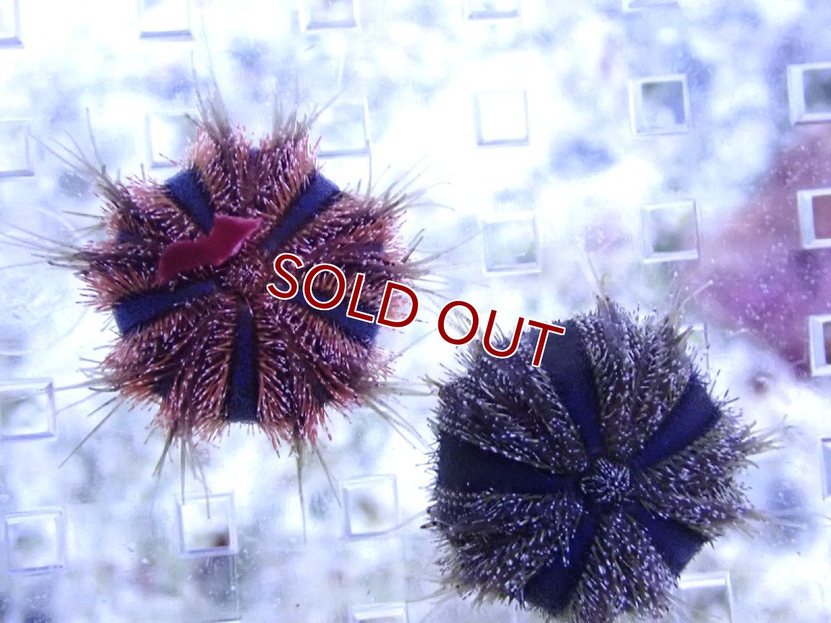 画像1: 【海水魚・ウニ】【通販】シラヒゲウニsp.(Sサイズ）【1匹】（±3cm） （生体）(海水魚) (1)