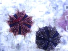 画像1: 【海水魚・ウニ】【通販】シラヒゲウニsp.(Sサイズ）【1匹】（±3cm） （生体）(海水魚) (1)