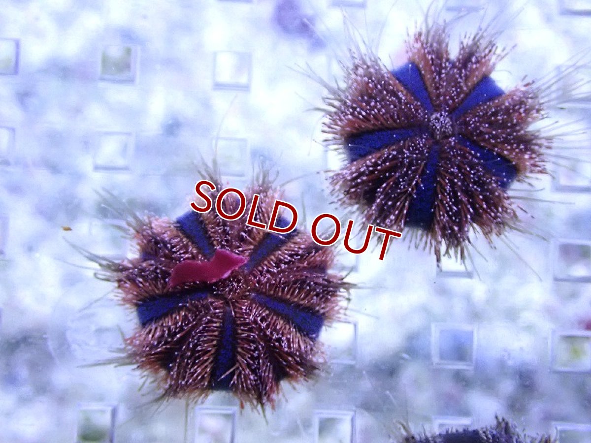 画像2: 【海水魚・ウニ】【通販】シラヒゲウニsp.(Sサイズ）【1匹】（±3cm） （生体）(海水魚) (2)