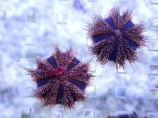 画像2: 【海水魚・ウニ】【通販】シラヒゲウニsp.(Sサイズ）【1匹】（±3cm） （生体）(海水魚) (2)