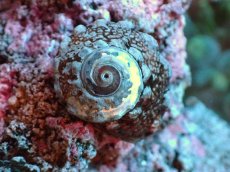 画像1: 【海水魚・貝】【通販】カンギクガイ（ガラス面掃除 クリーナー 貝） (5匹) (サンプル画像）（生体）(海水魚) (1)