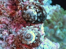 画像2: 【海水魚・貝】【通販】カンギクガイ（ガラス面掃除 クリーナー 貝） (5匹) (サンプル画像）（生体）(海水魚) (2)