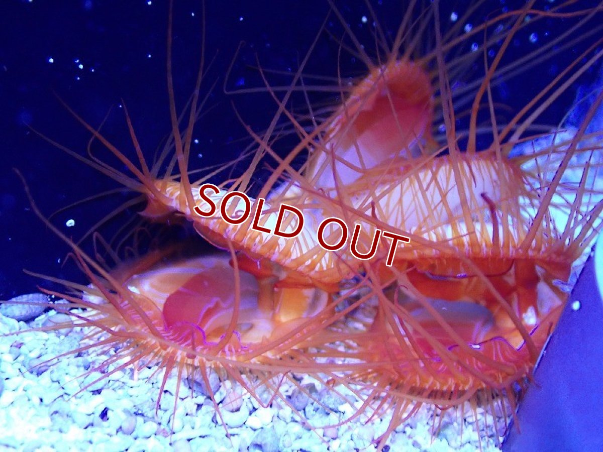 画像1: 【ボーナスセール対象個体　クーポンご利用で更に10％OFF】【海水魚・貝】【通販】フレームスキャロップ（ウコンハネガイ）(１個）（±4-5cm）（サンプル画像）（生体）(海水魚) (1)