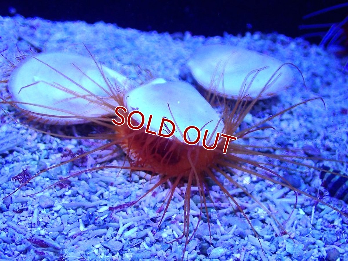 画像2: 【ボーナスセール対象個体　クーポンご利用で更に10％OFF】【海水魚・貝】【通販】フレームスキャロップ（ウコンハネガイ）(１個）（±4-5cm）（サンプル画像）（生体）(海水魚) (2)
