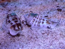 画像3: 【海水魚・貝】【通販】ネジマガキガイ(1匹)（±4cm）（サンプル画像）（生体）(海水魚) (3)