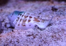 画像1: 【海水魚・貝】【通販】ネジマガキガイ(3匹)（±4cm）（サンプル画像）（生体）(海水魚) (1)