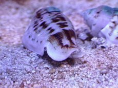 画像2: 【海水魚・貝】【通販】ネジマガキガイ(3匹)（±4cm）（サンプル画像）（生体）(海水魚) (2)