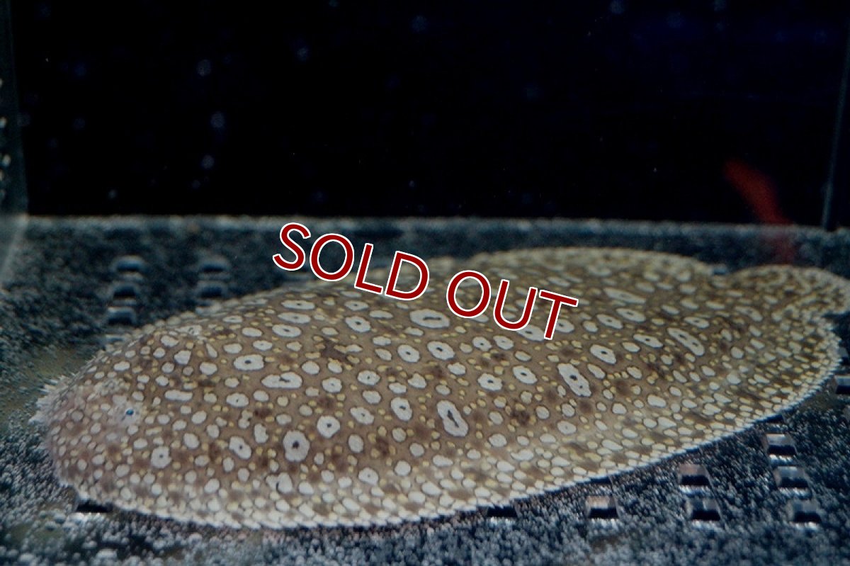 画像2: 【海水魚】ウシノシタsp.(1匹)±10ｃｍ(サンプル画像）（生体）(海水魚)（サンゴ） (2)