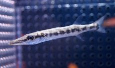 画像1: 【海水魚・カマス】【通販】グレートバラクーダ(1匹)±8-10ｃｍ(サンプル画像）（生体）(海水魚)（サンゴ） (1)