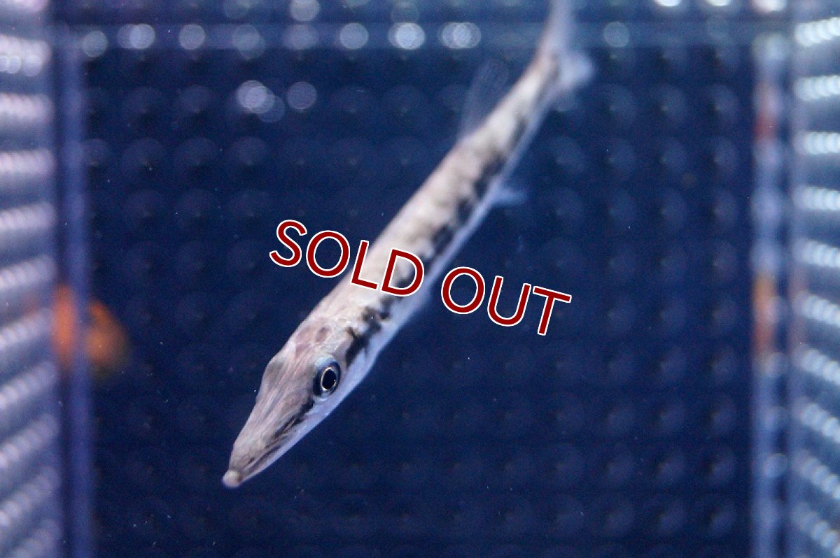 画像2: 【海水魚・カマス】グレートバラクーダ(1匹)±8-10ｃｍ(サンプル画像）（生体）(海水魚)（サンゴ） (2)