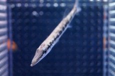 画像2: 【海水魚・カマス】【通販】グレートバラクーダ(1匹)±8-10ｃｍ(サンプル画像）（生体）(海水魚)（サンゴ） (2)