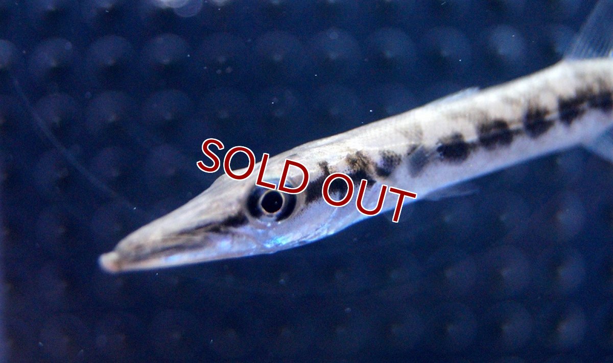 画像3: 【海水魚・カマス】グレートバラクーダ(1匹)±8-10ｃｍ(サンプル画像）（生体）(海水魚)（サンゴ） (3)