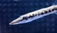 画像3: 【海水魚・カマス】【通販】グレートバラクーダ(1匹)±8-10ｃｍ(サンプル画像）（生体）(海水魚)（サンゴ） (3)