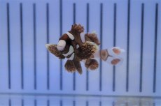 画像1: 【海水魚・コショウダイ】【通販】チョウチョコショウダイ（S-SM)(1匹)±4-6cm(サンプル画像）（生体）(海水魚)（サンゴ） (1)