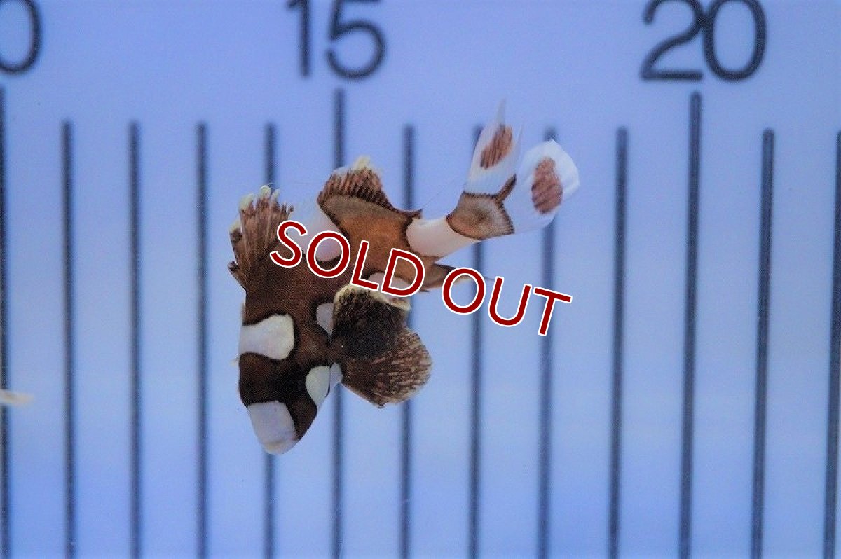 画像2: 【海水魚・コショウダイ】チョウチョコショウダイ（S-SM)(1匹)±4-6cm(サンプル画像）（生体）(海水魚)（サンゴ） (2)