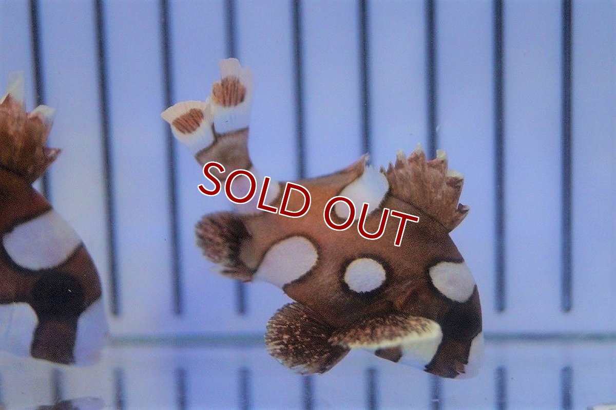 画像3: 【海水魚・コショウダイ】チョウチョコショウダイ（S-SM)(1匹)±4-6cm(サンプル画像）（生体）(海水魚)（サンゴ） (3)