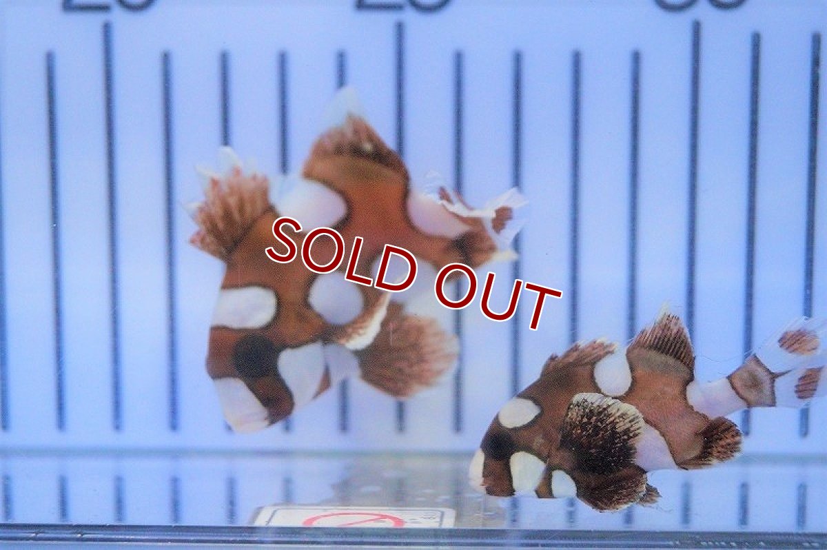 画像4: 【海水魚・コショウダイ】チョウチョコショウダイ（S-SM)(1匹)±4-6cm(サンプル画像）（生体）(海水魚)（サンゴ） (4)