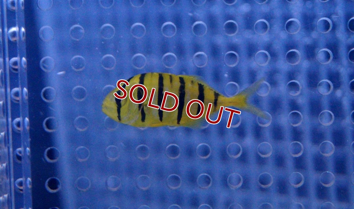 画像2: 【海水魚・アジ】コガネシマアジ（S)(1匹)±3-4cm (サンプル画像）（生体）(海水魚)（サンゴ） (2)