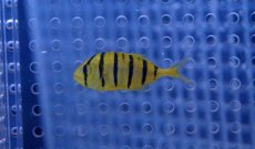 画像2: 【海水魚・アジ】【通販】コガネシマアジ（S)(1匹)±3-4cm (サンプル画像）（生体）(海水魚)（サンゴ） (2)