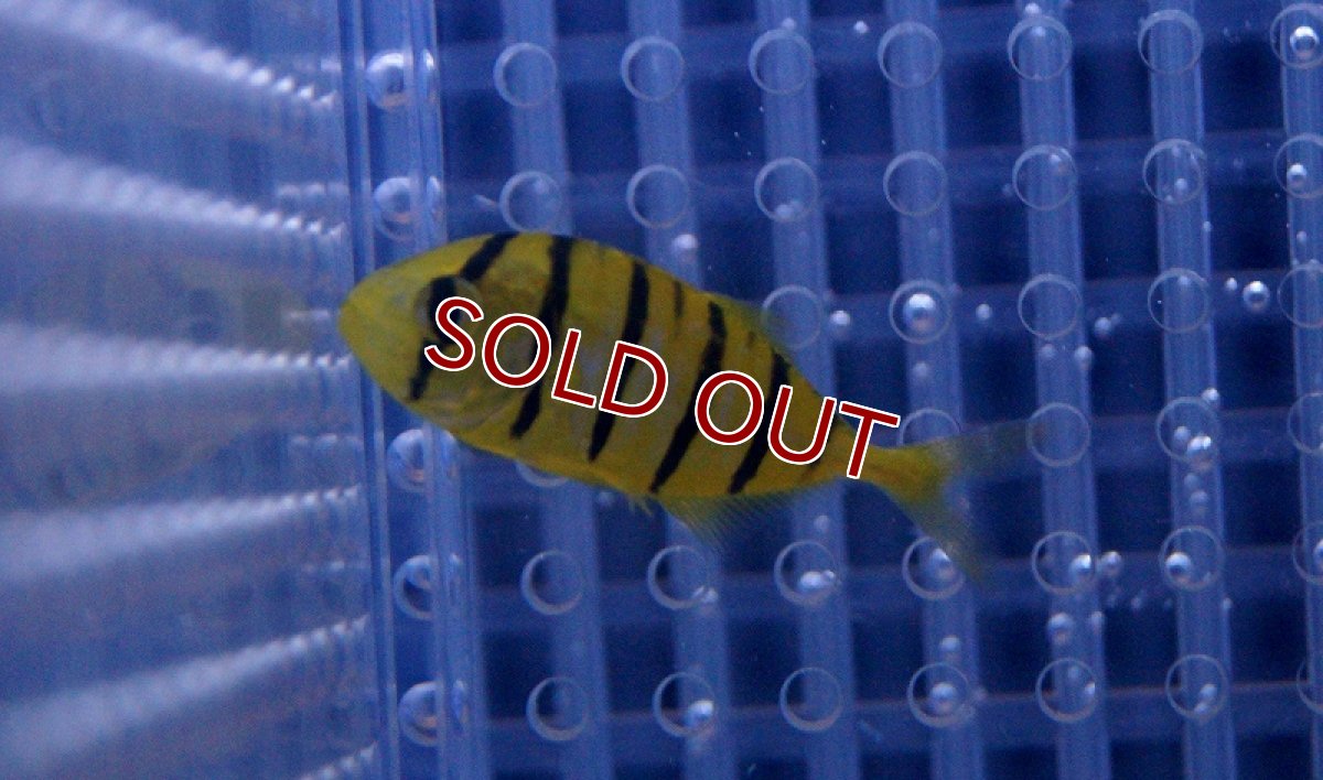 画像3: 【海水魚・アジ】コガネシマアジ（S)(1匹)±3-4cm (サンプル画像）（生体）(海水魚)（サンゴ） (3)