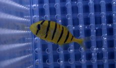 画像3: 【海水魚・アジ】【通販】コガネシマアジ（S)(1匹)±3-4cm (サンプル画像）（生体）(海水魚)（サンゴ） (3)