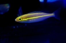 画像1: 【海水魚】【通販】バナナフィッシュ(プリンセスモノクルブリーム)(1匹)±5-7cm　(サンプル画像）（生体）(海水魚)（サンゴ） (1)