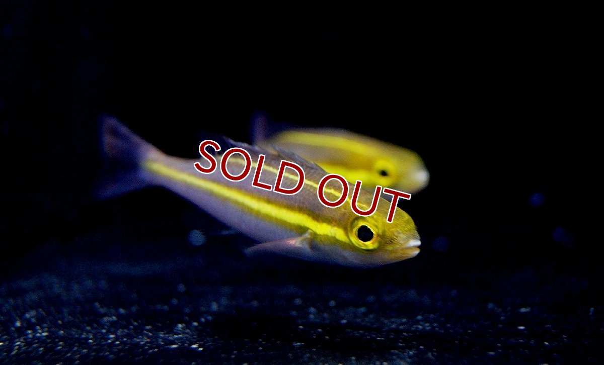 画像2: 【海水魚】バナナフィッシュ(プリンセスモノクルブリーム)(1匹)±5-7cm　(サンプル画像）（生体）(海水魚)（サンゴ） (2)