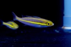 画像3: 【海水魚】【通販】バナナフィッシュ(プリンセスモノクルブリーム)(1匹)±5-7cm　(サンプル画像）（生体）(海水魚)（サンゴ） (3)